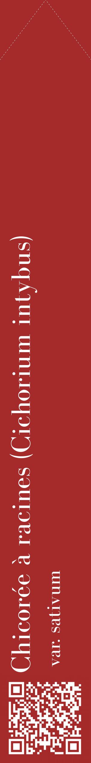 Étiquette de : Cichorium intybus var. sativum - format c - style blanche33_simplebod avec qrcode et comestibilité