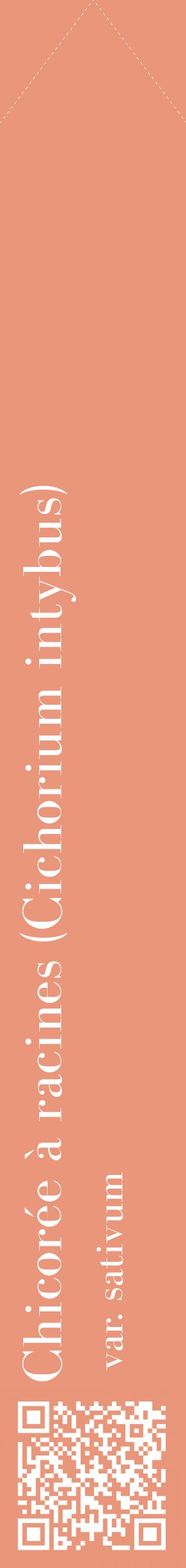 Étiquette de : Cichorium intybus var. sativum - format c - style blanche37_simplebod avec qrcode et comestibilité