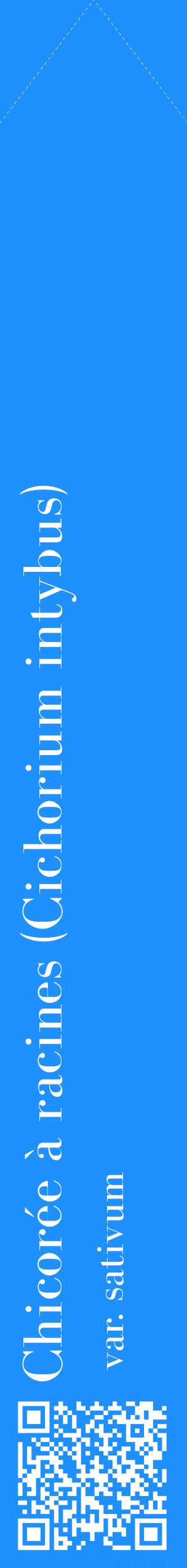 Étiquette de : Cichorium intybus var. sativum - format c - style blanche3_simplebod avec qrcode et comestibilité