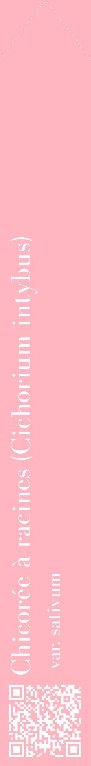 Étiquette de : Cichorium intybus var. sativum - format c - style blanche41_simplebod avec qrcode et comestibilité