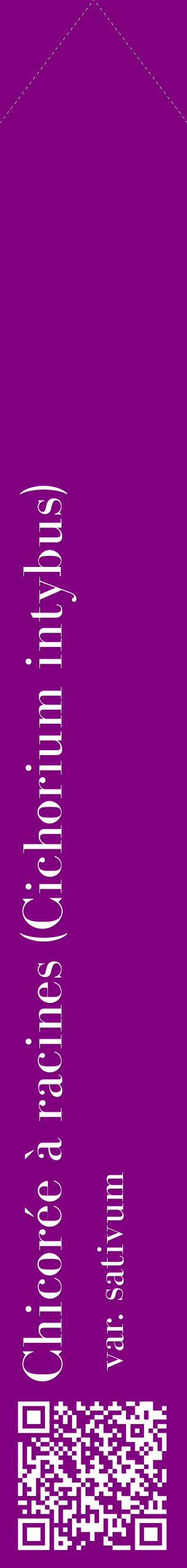 Étiquette de : Cichorium intybus var. sativum - format c - style blanche46_simplebod avec qrcode et comestibilité