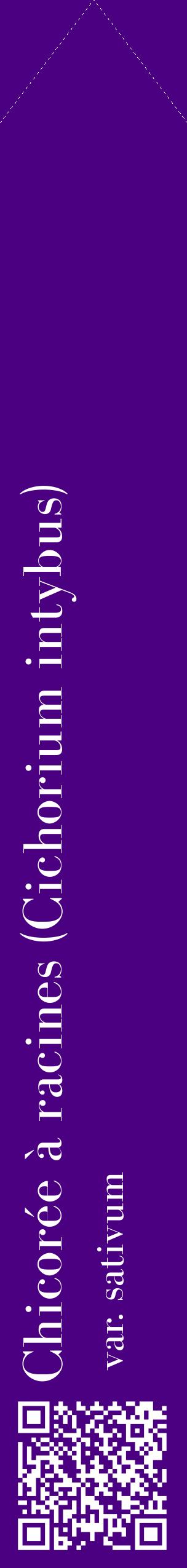 Étiquette de : Cichorium intybus var. sativum - format c - style blanche47_simplebod avec qrcode et comestibilité