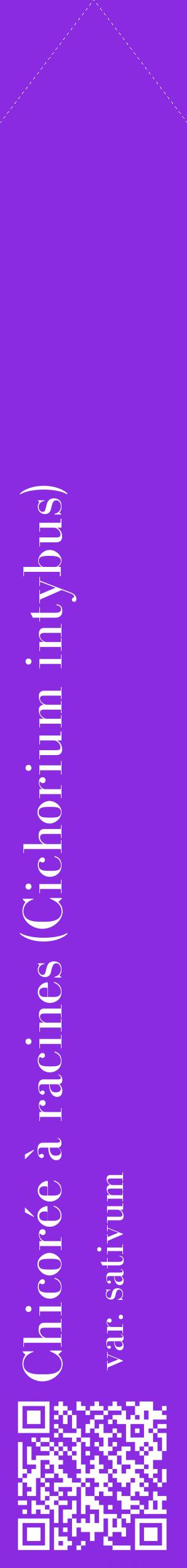 Étiquette de : Cichorium intybus var. sativum - format c - style blanche49_simplebod avec qrcode et comestibilité