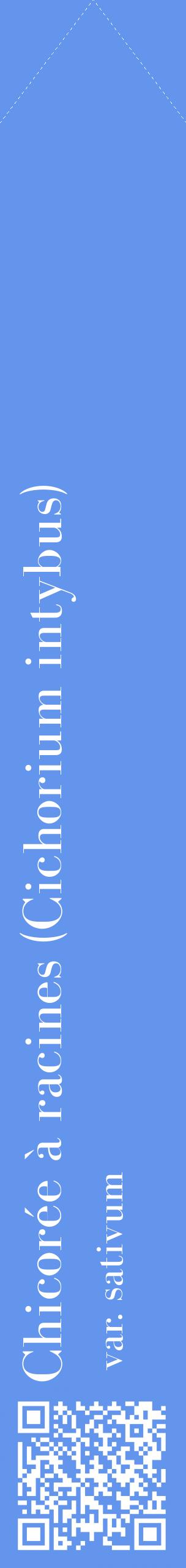 Étiquette de : Cichorium intybus var. sativum - format c - style blanche4_simplebod avec qrcode et comestibilité