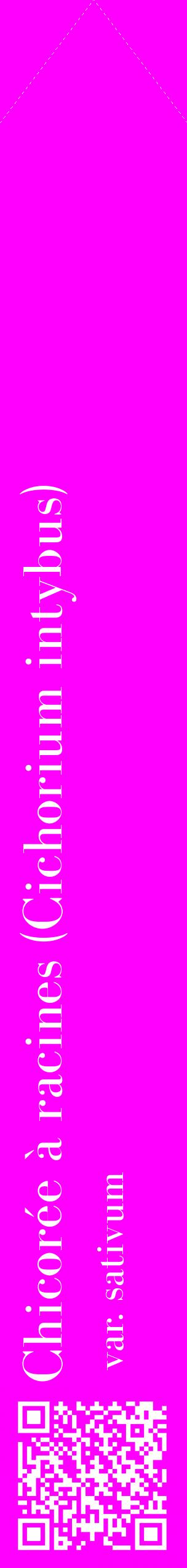 Étiquette de : Cichorium intybus var. sativum - format c - style blanche51_simplebod avec qrcode et comestibilité