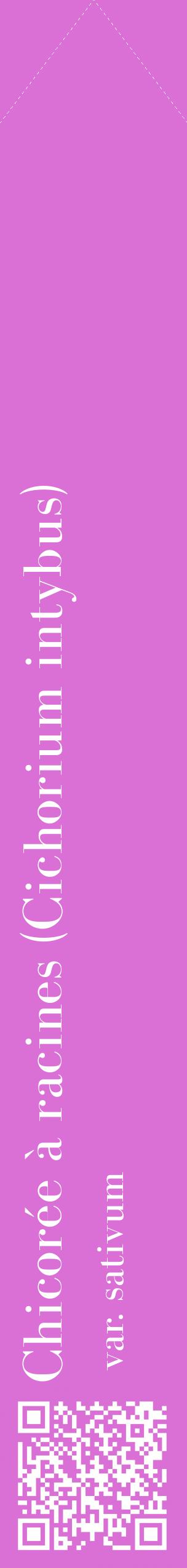 Étiquette de : Cichorium intybus var. sativum - format c - style blanche52_simplebod avec qrcode et comestibilité