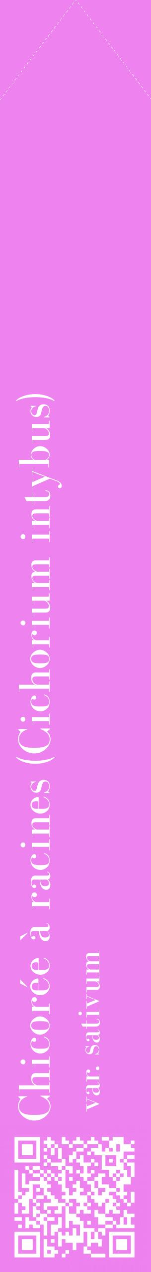 Étiquette de : Cichorium intybus var. sativum - format c - style blanche53_simplebod avec qrcode et comestibilité