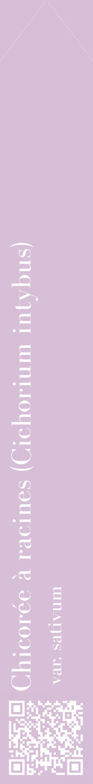 Étiquette de : Cichorium intybus var. sativum - format c - style blanche54_simplebod avec qrcode et comestibilité