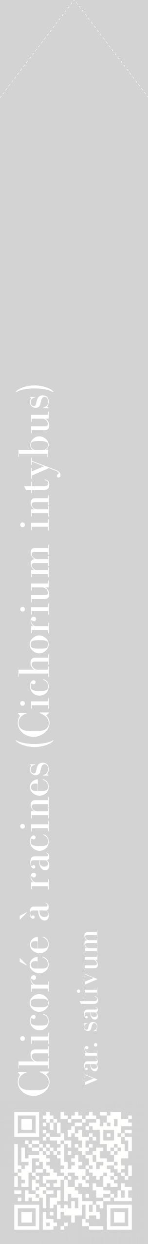 Étiquette de : Cichorium intybus var. sativum - format c - style blanche56_simplebod avec qrcode et comestibilité