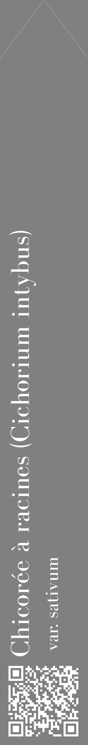 Étiquette de : Cichorium intybus var. sativum - format c - style blanche57_simplebod avec qrcode et comestibilité