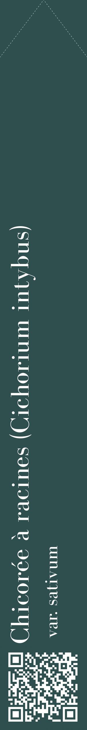 Étiquette de : Cichorium intybus var. sativum - format c - style blanche58_simplebod avec qrcode et comestibilité