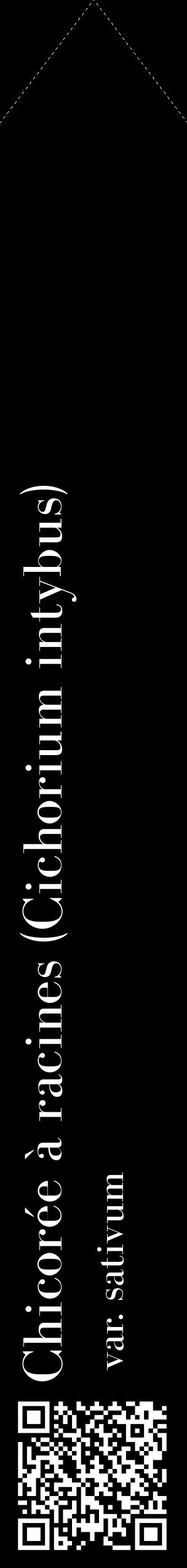 Étiquette de : Cichorium intybus var. sativum - format c - style blanche59_simplebod avec qrcode et comestibilité