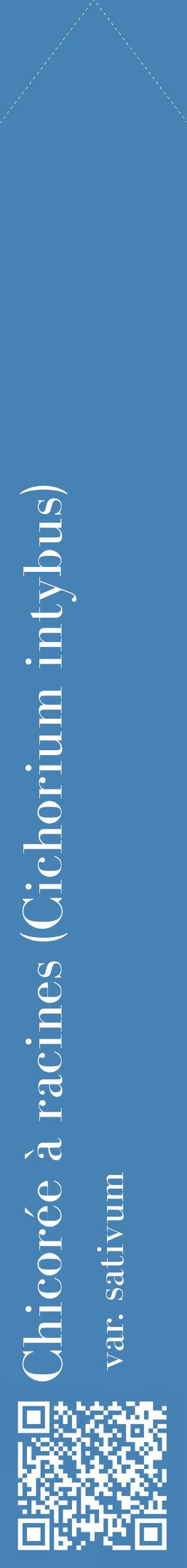Étiquette de : Cichorium intybus var. sativum - format c - style blanche5_simplebod avec qrcode et comestibilité