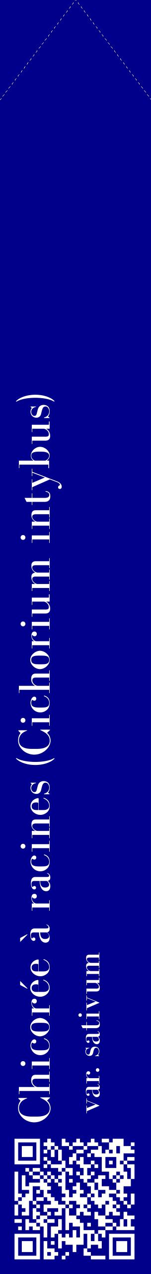 Étiquette de : Cichorium intybus var. sativum - format c - style blanche7_simplebod avec qrcode et comestibilité