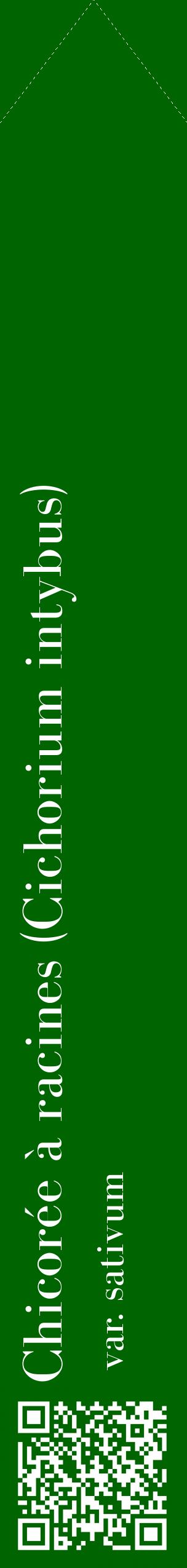 Étiquette de : Cichorium intybus var. sativum - format c - style blanche8_simplebod avec qrcode et comestibilité
