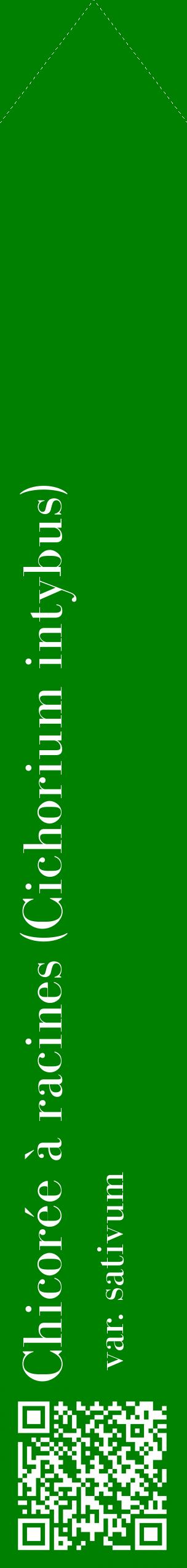 Étiquette de : Cichorium intybus var. sativum - format c - style blanche9_simplebod avec qrcode et comestibilité