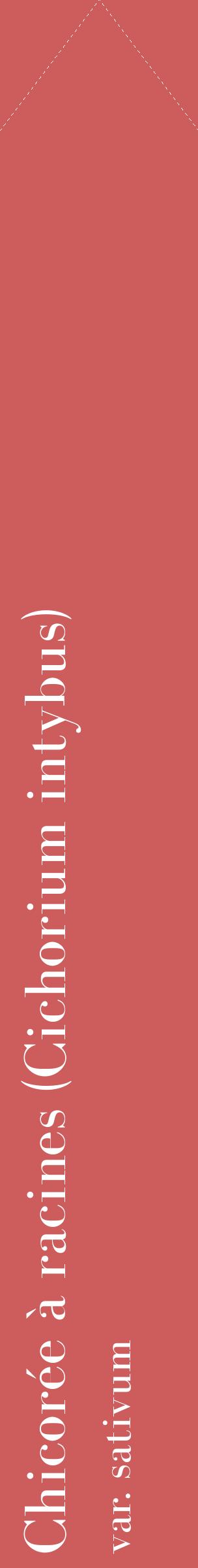 Étiquette de : Cichorium intybus var. sativum - format c - style blanche35_simplebod avec comestibilité