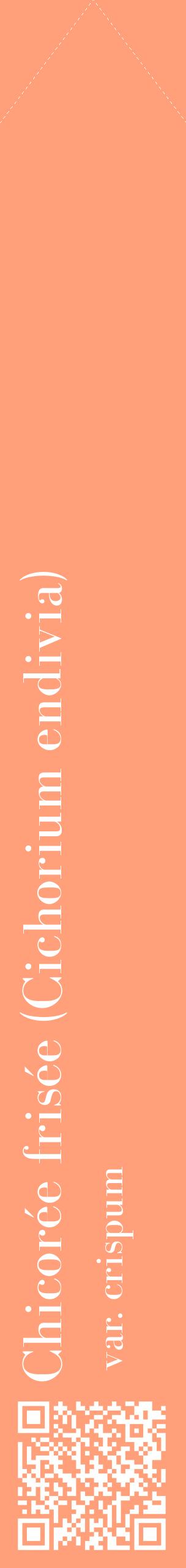 Étiquette de : Cichorium endivia var. crispum - format c - style blanche39_simplebod avec qrcode et comestibilité