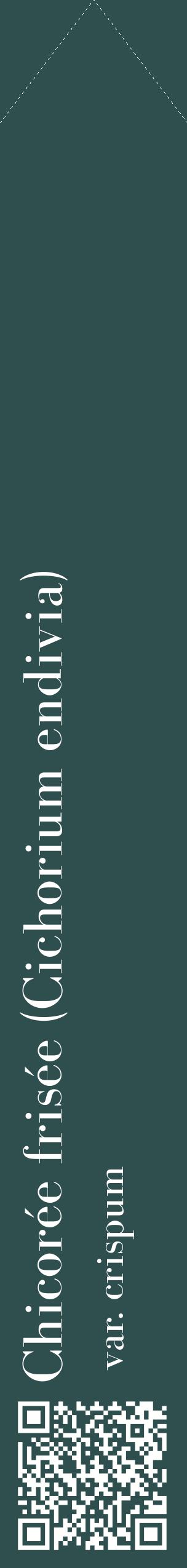 Étiquette de : Cichorium endivia var. crispum - format c - style blanche58_simplebod avec qrcode et comestibilité
