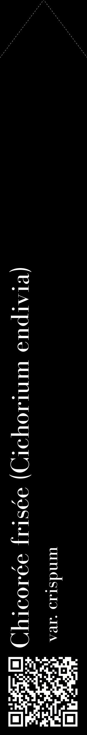 Étiquette de : Cichorium endivia var. crispum - format c - style blanche59_simplebod avec qrcode et comestibilité