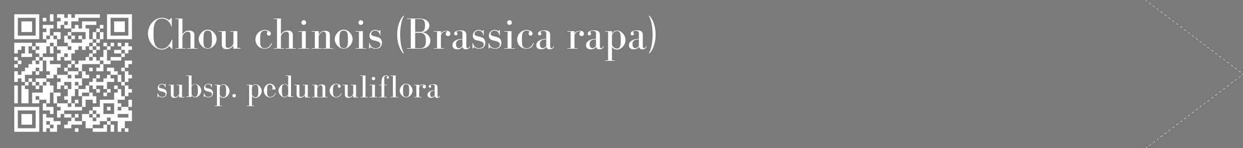 Étiquette de : Brassica rapa subsp. pedunculiflora - format c - style blanche3_simple_simplebod avec qrcode et comestibilité