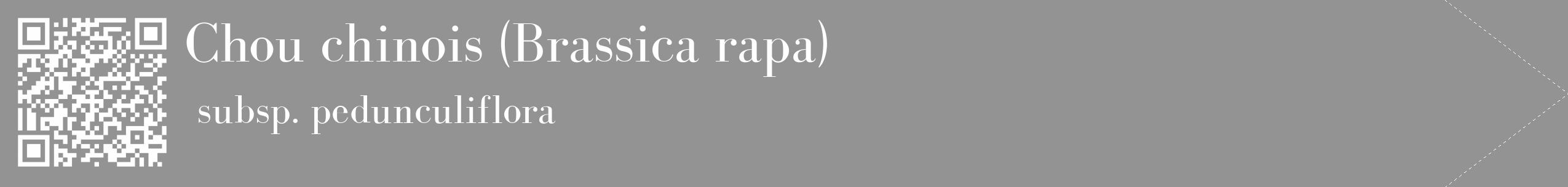 Étiquette de : Brassica rapa subsp. pedunculiflora - format c - style blanche44_simple_simplebod avec qrcode et comestibilité