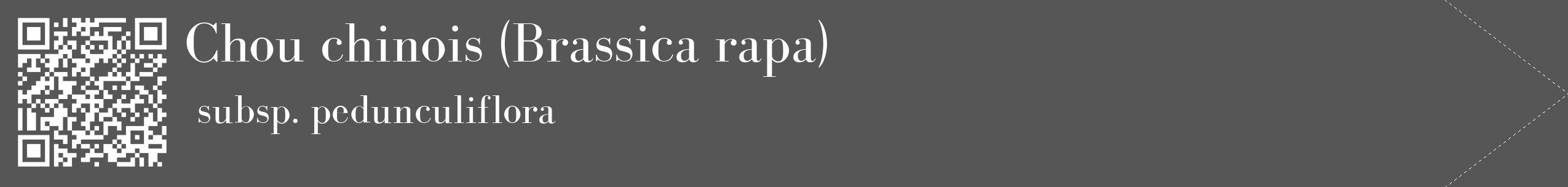 Étiquette de : Brassica rapa subsp. pedunculiflora - format c - style blanche45_simple_simplebod avec qrcode et comestibilité