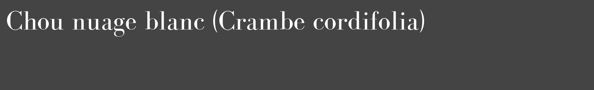 Étiquette de : Crambe cordifolia - format c - style blanche48_basique_basiquebod avec comestibilité