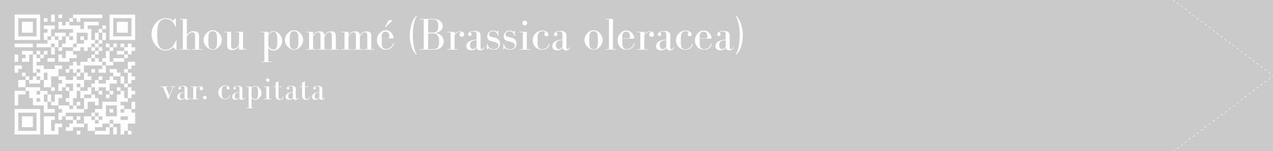 Étiquette de : Brassica oleracea var. capitata - format c - style blanche21_simple_simplebod avec qrcode et comestibilité
