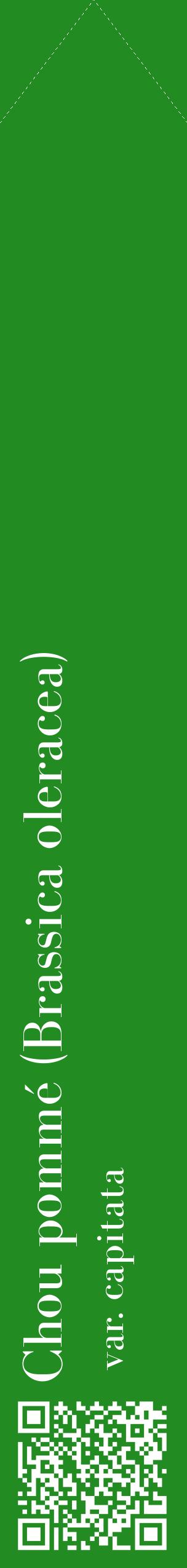 Étiquette de : Brassica oleracea var. capitata - format c - style blanche10_simplebod avec qrcode et comestibilité