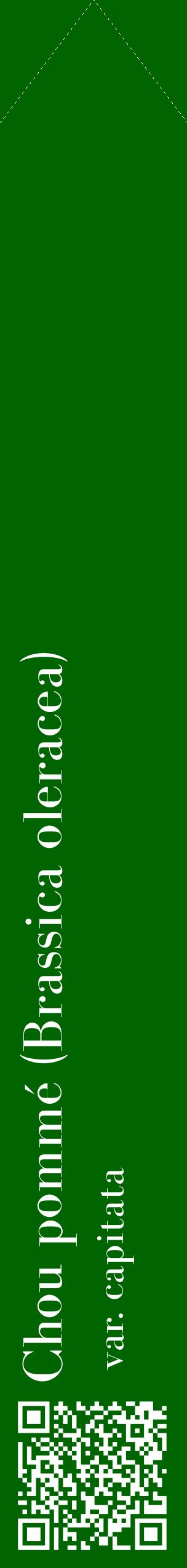 Étiquette de : Brassica oleracea var. capitata - format c - style blanche8_simplebod avec qrcode et comestibilité