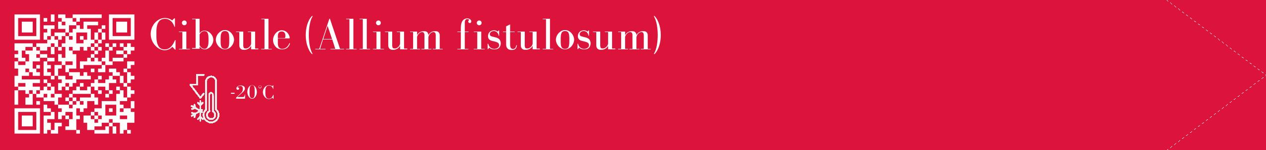 Étiquette de : Allium fistulosum - format c - style blanche36_simple_simplebod avec qrcode et comestibilité