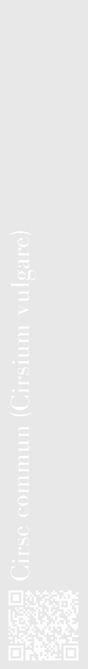 Étiquette de : Cirsium vulgare - format c - style blanche55_basique_basiquebod avec qrcode et comestibilité - position verticale