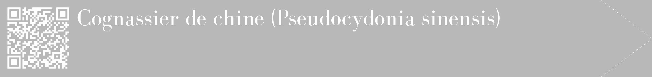 Étiquette de : Pseudocydonia sinensis - format c - style blanche39_simple_simplebod avec qrcode et comestibilité