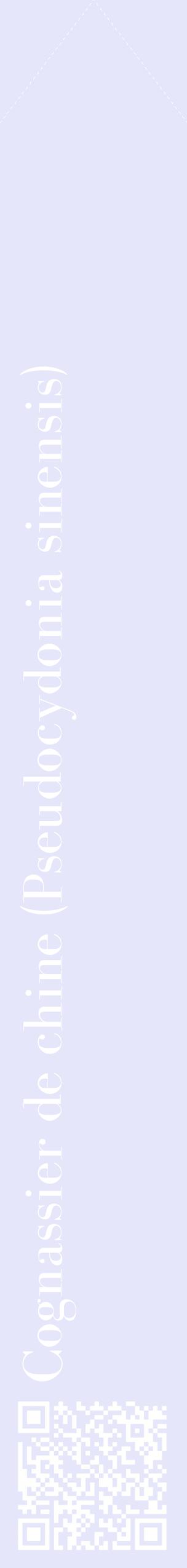 Étiquette de : Pseudocydonia sinensis - format c - style blanche55_simplebod avec qrcode et comestibilité