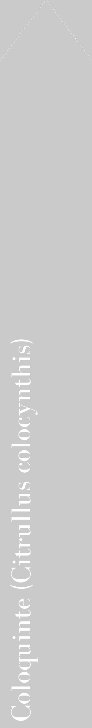 Étiquette de : Citrullus colocynthis - format c - style blanche21_simple_simplebod avec comestibilité - position verticale