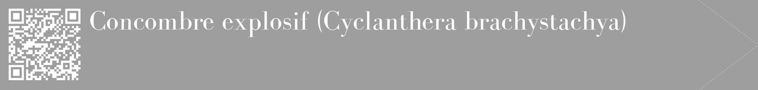 Étiquette de : Cyclanthera brachystachya - format c - style blanche42_simple_simplebod avec qrcode et comestibilité