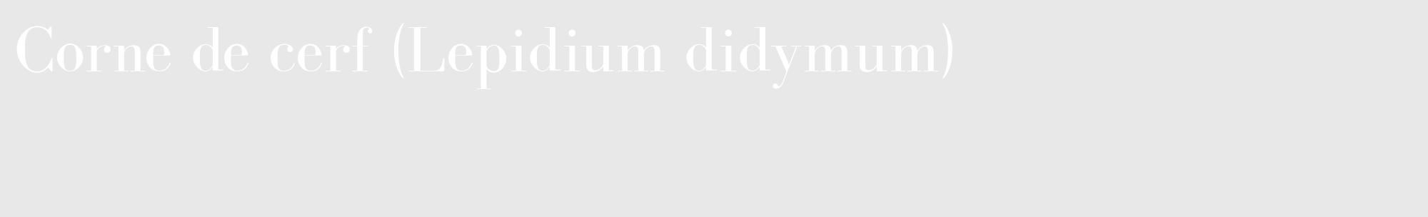 Étiquette de : Lepidium didymum - format c - style blanche55_basique_basiquebod avec comestibilité