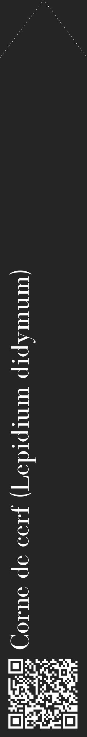 Étiquette de : Lepidium didymum - format c - style blanche47_simple_simplebod avec qrcode et comestibilité - position verticale