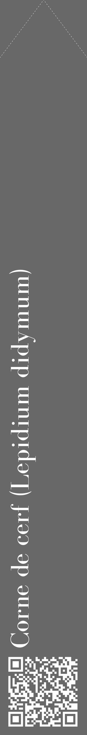 Étiquette de : Lepidium didymum - format c - style blanche6_simple_simplebod avec qrcode et comestibilité - position verticale