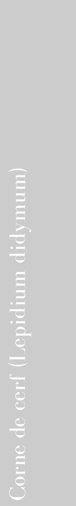 Étiquette de : Lepidium didymum - format c - style blanche0_basique_basiquebod avec comestibilité - position verticale