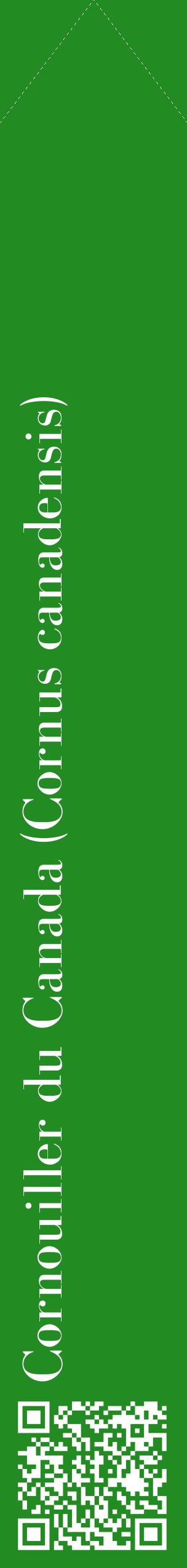 Étiquette de : Cornus canadensis - format c - style blanche10_simplebod avec qrcode et comestibilité