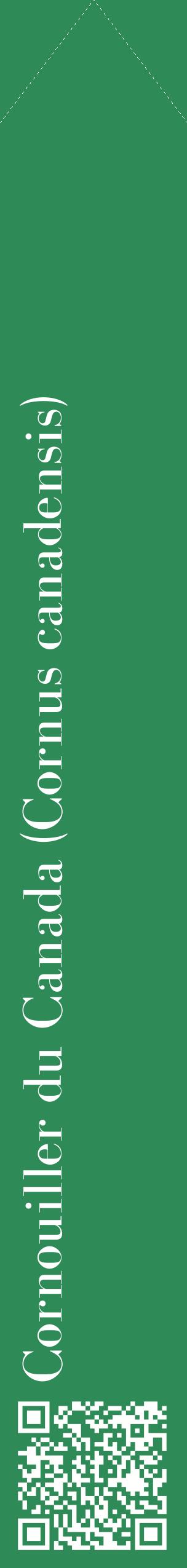 Étiquette de : Cornus canadensis - format c - style blanche11_simplebod avec qrcode et comestibilité