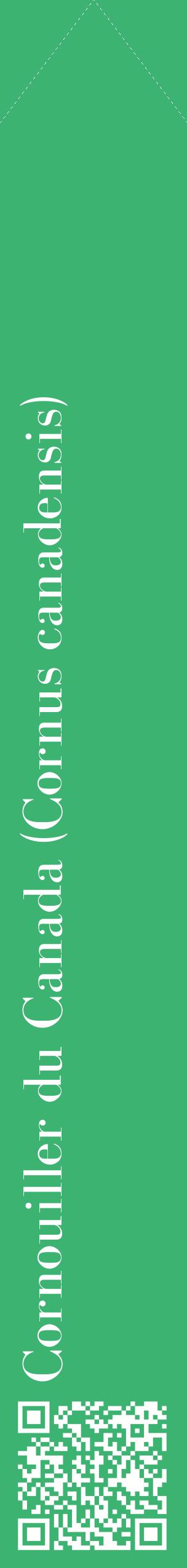 Étiquette de : Cornus canadensis - format c - style blanche12_simplebod avec qrcode et comestibilité