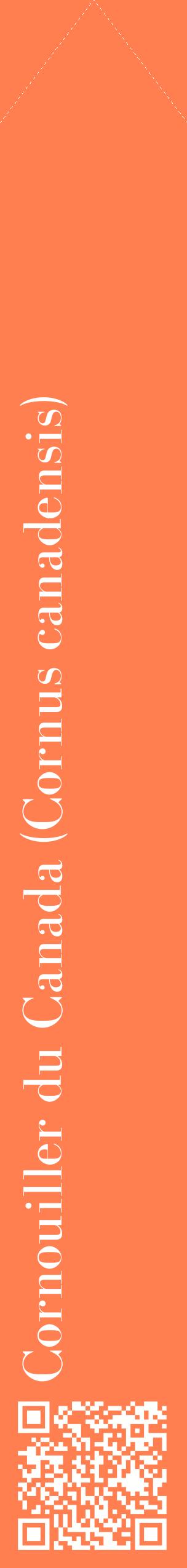 Étiquette de : Cornus canadensis - format c - style blanche24_simplebod avec qrcode et comestibilité