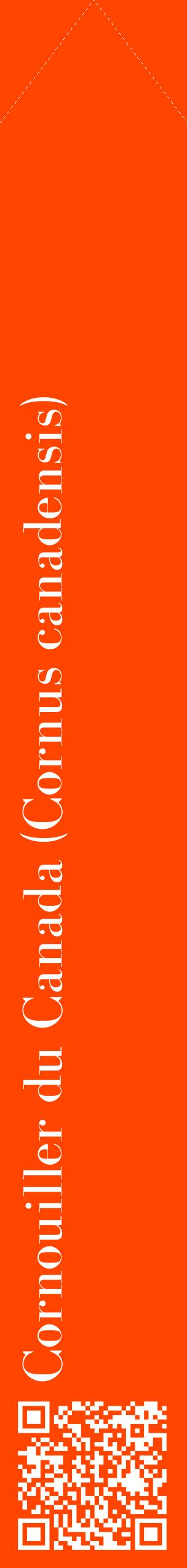 Étiquette de : Cornus canadensis - format c - style blanche26_simple_simplebod avec qrcode et comestibilité - position verticale