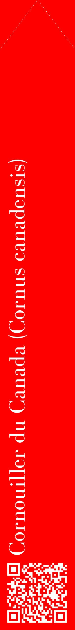 Étiquette de : Cornus canadensis - format c - style blanche27_simplebod avec qrcode et comestibilité