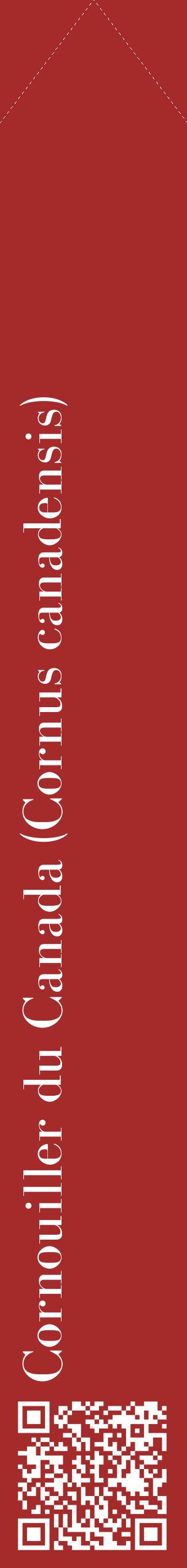 Étiquette de : Cornus canadensis - format c - style blanche33_simplebod avec qrcode et comestibilité