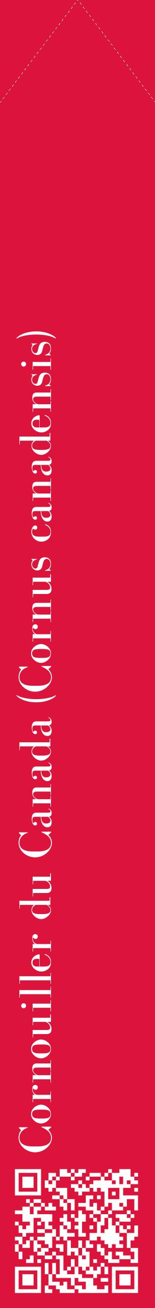 Étiquette de : Cornus canadensis - format c - style blanche36_simplebod avec qrcode et comestibilité