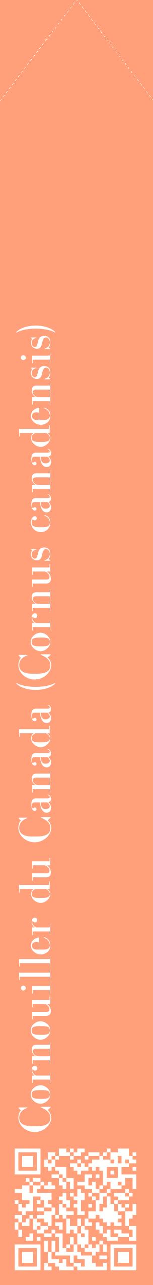 Étiquette de : Cornus canadensis - format c - style blanche39_simplebod avec qrcode et comestibilité